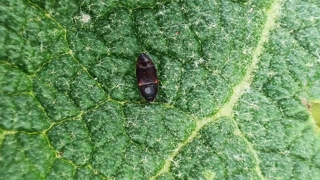 Urophorus humeralis - vállfoltos gyümölcsfénybogár Urophorus humeralis - vállfoltos gyümölcsfénybogár