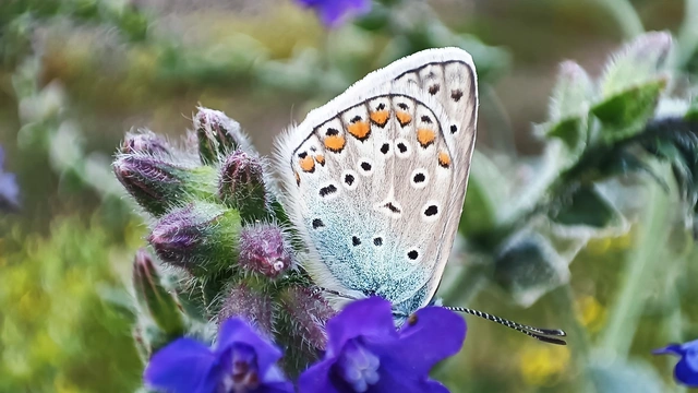 Polyommatus icarus - közönséges boglárka