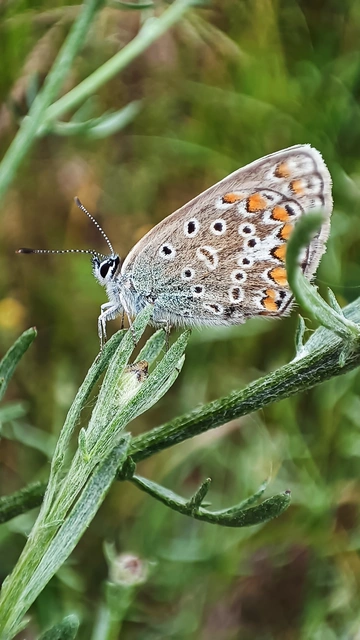 Polyommatus icarus - közönséges boglárka