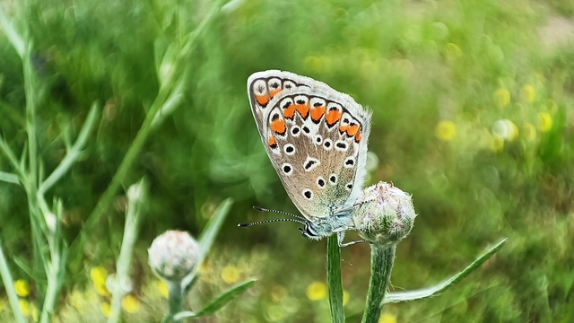 Polyommatus icarus - közönséges boglárka