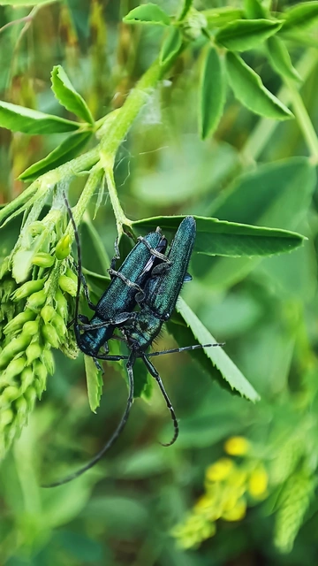 Agapanthia violacea - kék somkórócincér