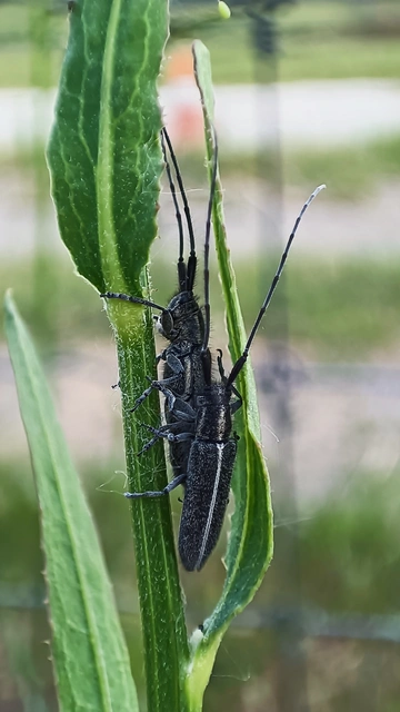 Agapanthia cardui - sávos bogáncscincér