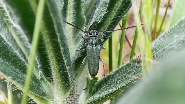 Phytoecia coerulescens - kígyósziszcincér