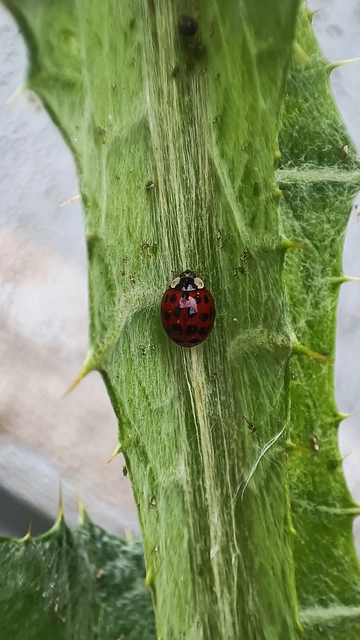 Harmonia axyridis - harlekinkatica