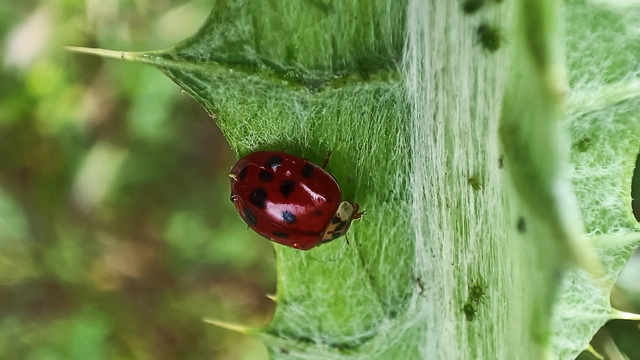 Harmonia axyridis - harlekinkatica