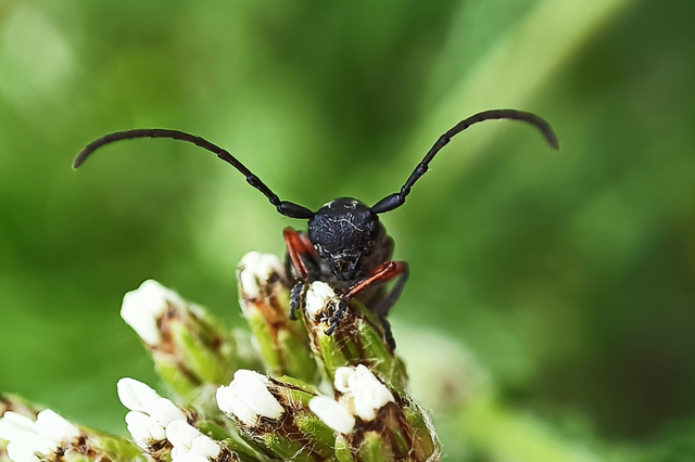 Phytoecia pustulata - parányi fűcincér