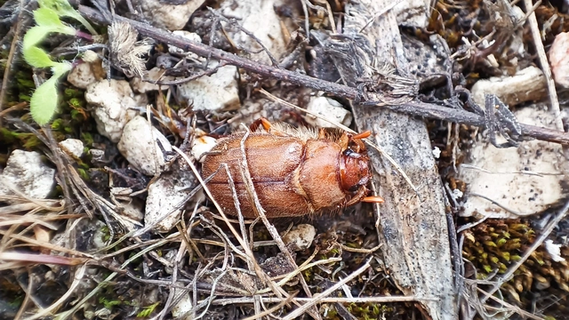 Amphimallon assimile - kis sárgacserebogár