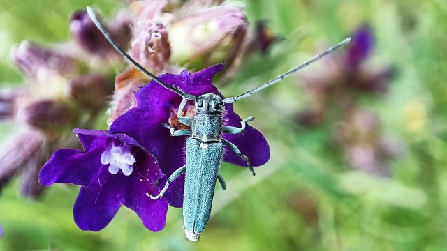 Phytoecia coerulescens - kígyósziszcincér