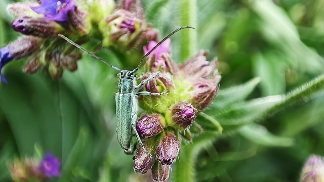 Phytoecia coerulescens - kígyósziszcincér