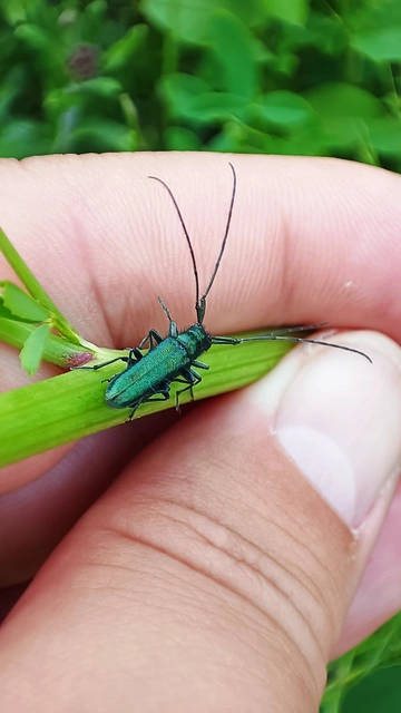 Agapanthia violacea - kék somkórócincér