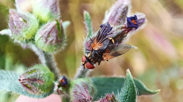 Diptera - Kétszárnyúak