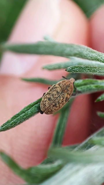 Larinus obtusus - imola-púderbarkó