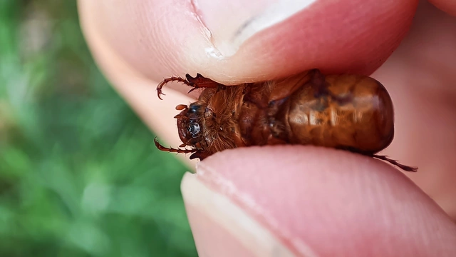 Holochelus vernus - tavaszi cserebogár