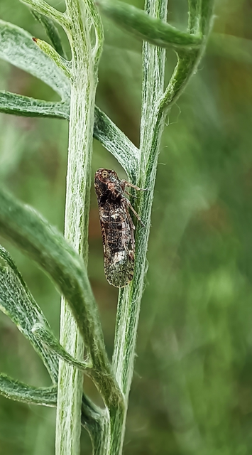 Cixius