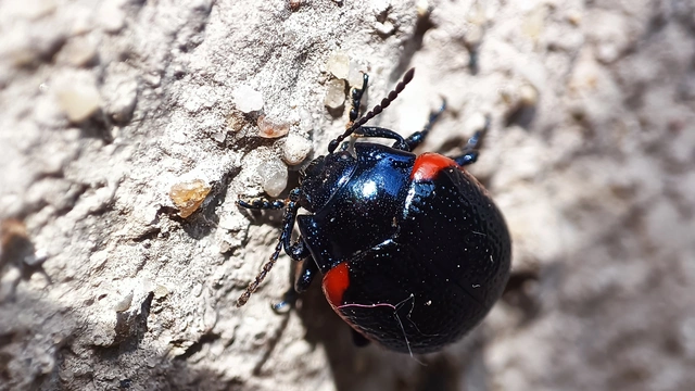 Chrysolina rossia - trapézhátú szegélyeslevelész