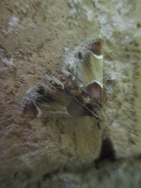 Pyralis farinalis - lisztilonca