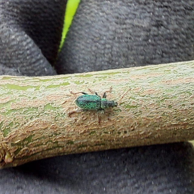 Phyllobius betulinus - változékony levélormányos