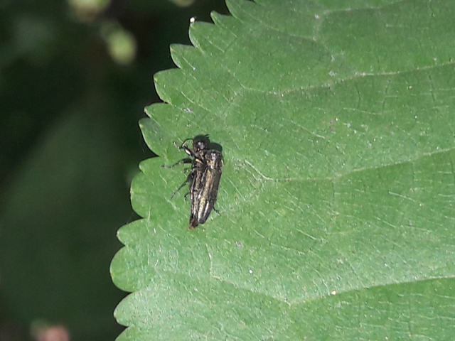 Agrilus derasofasciatus - szőlő-karcsúdíszbogár