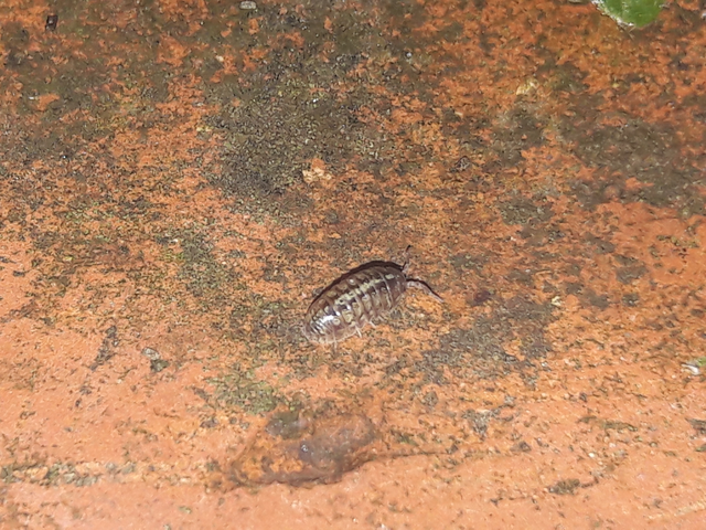 Isopoda - Ászkarákok
