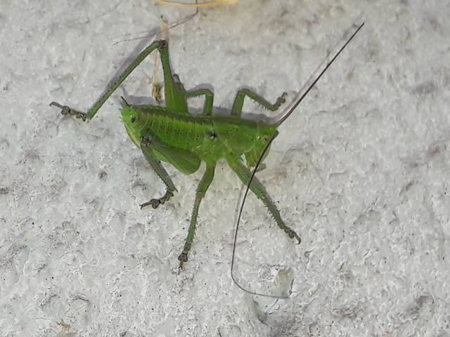 Tettigonia