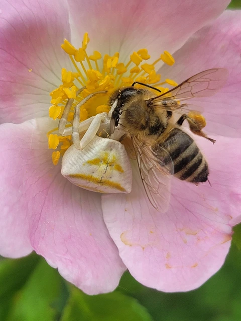 Thomisus onustus - fehér karolópók