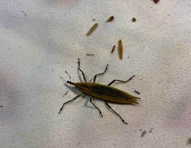 Lixus paraplecticus - fecskefarkú dudvabarkó