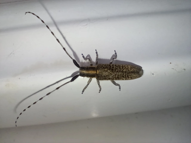 Agapanthia villosoviridescens - fehérgyűrűs bogáncscincér
