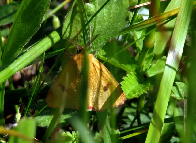 Diacrisia sannio - vörösszélű medvelepke
