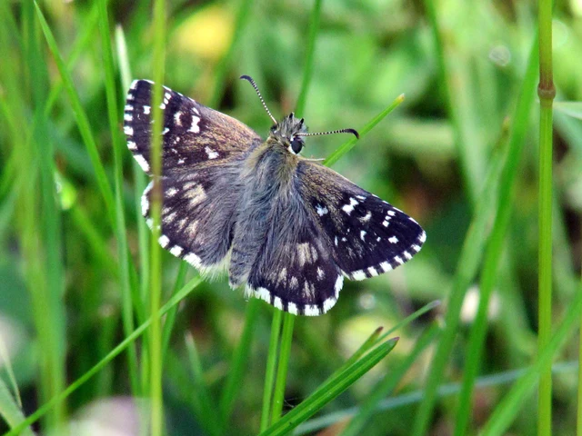 Pyrgus armoricanus - feles busalepke