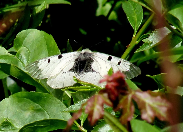 Parnassius mnemosyne - kis apollólepke
