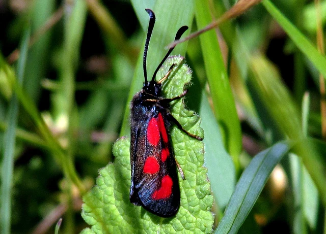 Zygaena loti - közönséges csüngőlepke