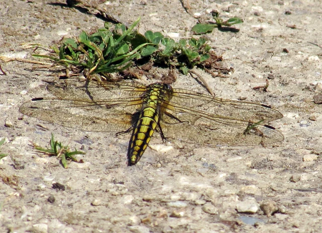Orthetrum cancellatum - feketefarkú pásztorszitakötő