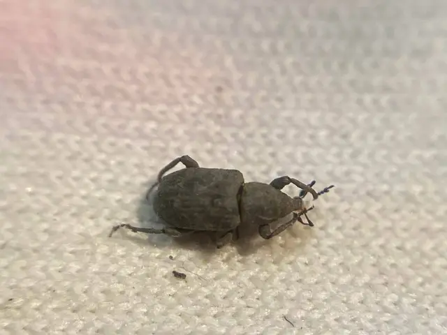 Bagous robustus - vaskos víziormányos Bagous robustus - vaskos víziormányos