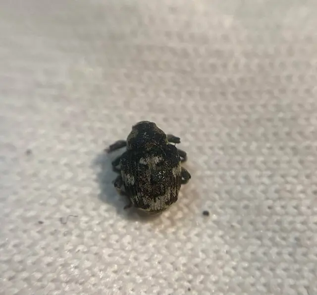 Hadroplontus trimaculatus - háromfoltos aszatormányos
