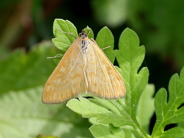 Sitochroa verticalis - világossárga dudvamoly