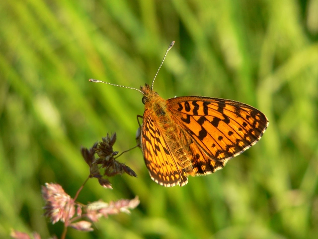 Boloria selene - fakó gyöngyházlepke