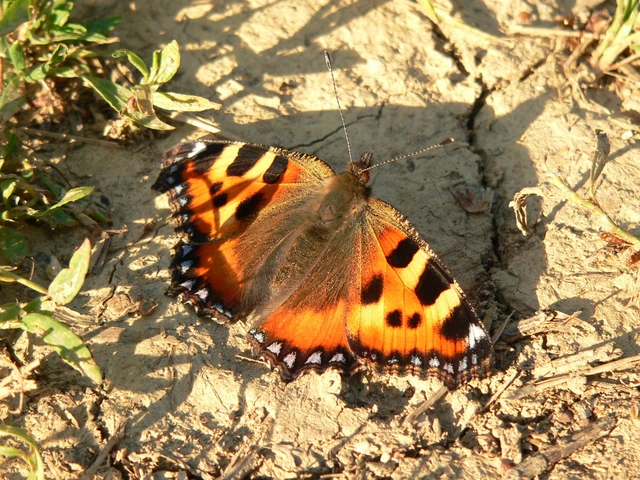 Nymphalis urticae - kis rókalepke Nymphalis urticae - kis rókalepke