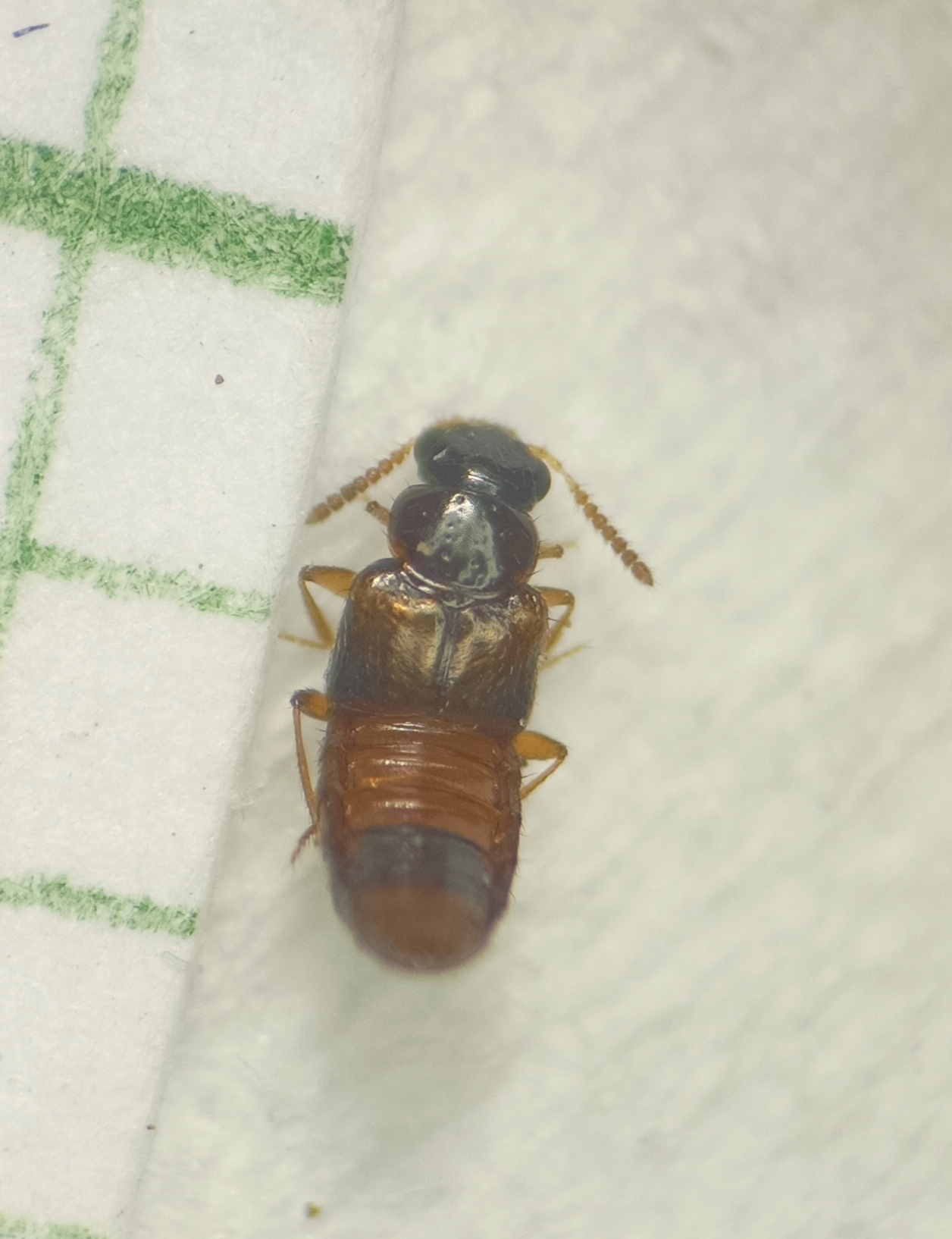 Gyrophaena bihamata - öves taplóholyva