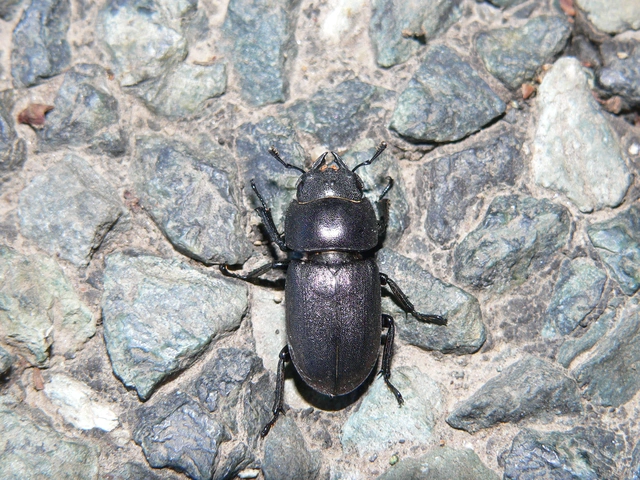 Dorcus parallelipipedus - kis szarvasbogár