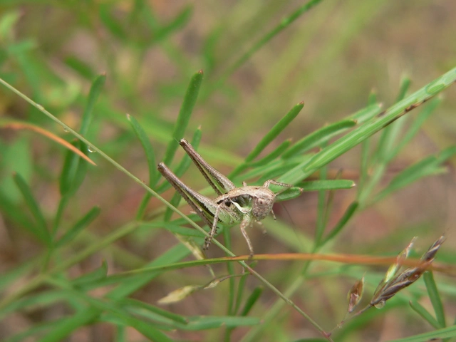 Platycleis