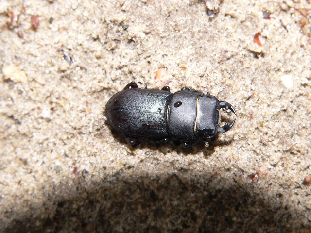 Dorcus parallelipipedus - kis szarvasbogár