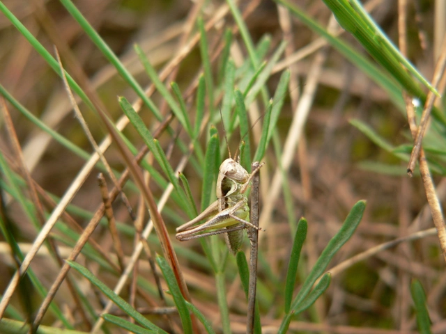 Platycleis