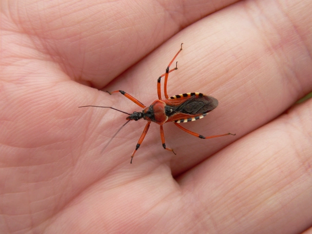 Rhynocoris iracundus - közönséges gyilkospoloska