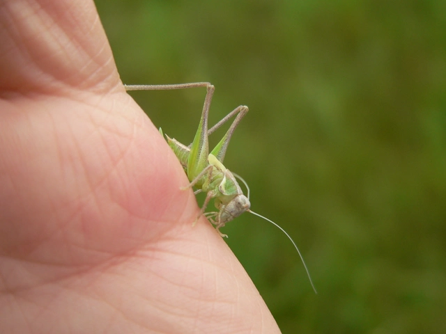 Platycleis