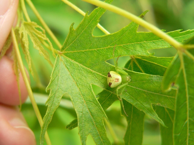 Ebrechtella tricuspidata - alakoskodó karolópók