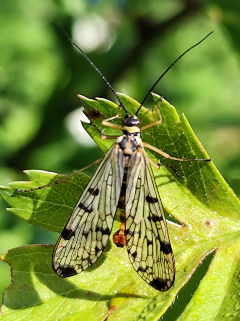 Panorpa hybrida