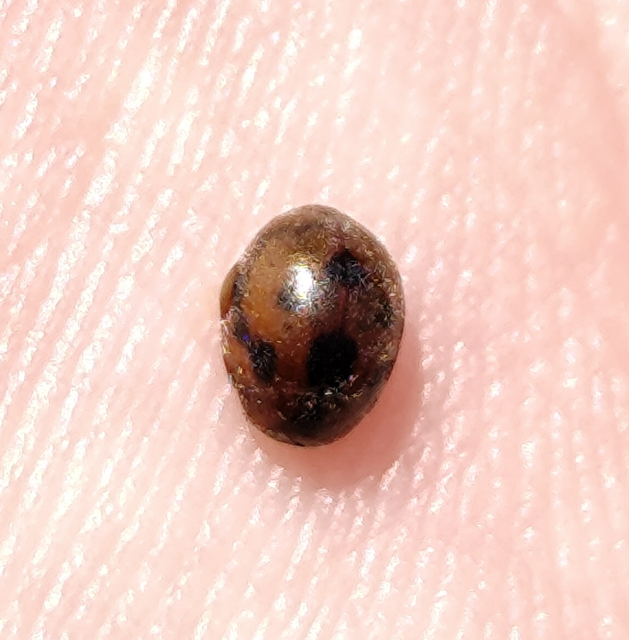Cynegetis impunctata - pázsitfűböde