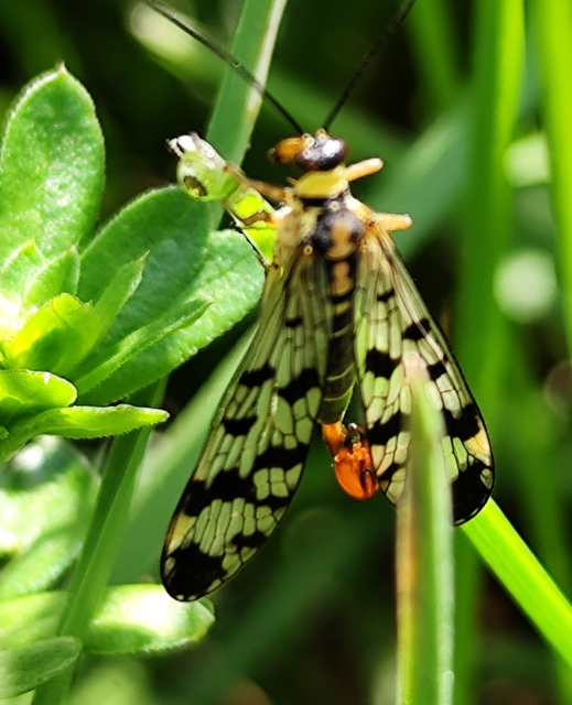 Panorpa vulgaris