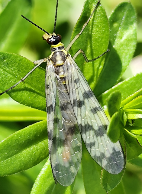 Panorpa vulgaris