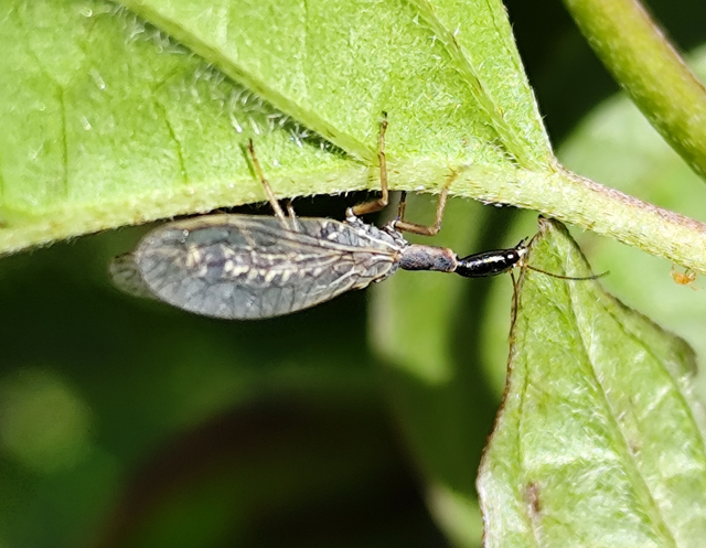 Raphidioptera - Tevenyakú-fátyolkák
